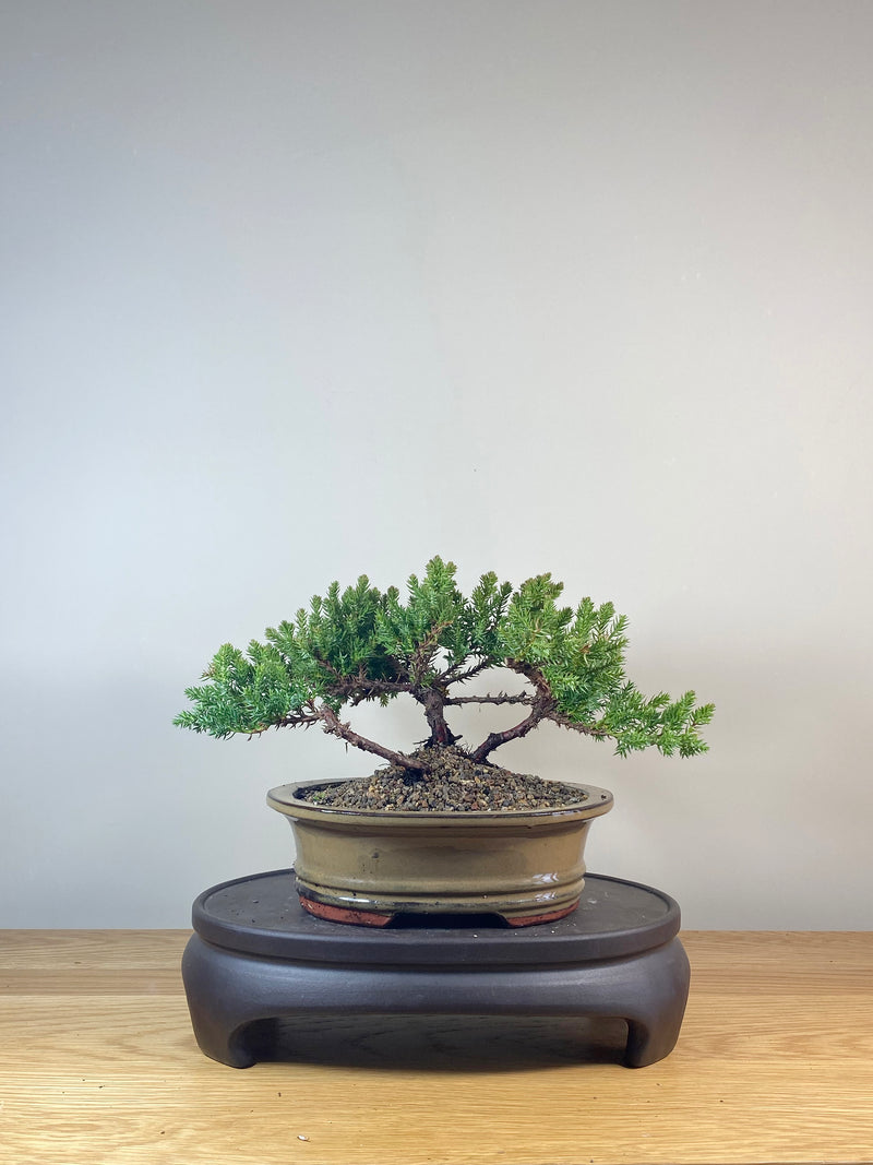 JAPANESE JUNIPER (JP06029)