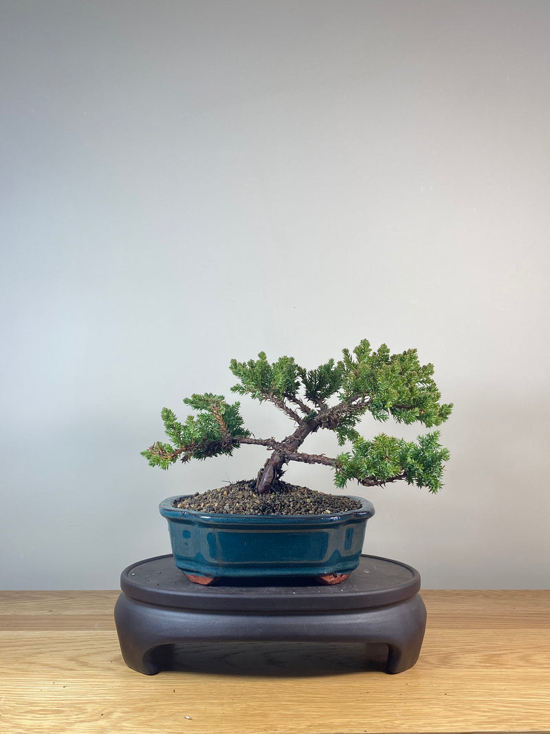 JAPANESE JUNIPER (JP06030)