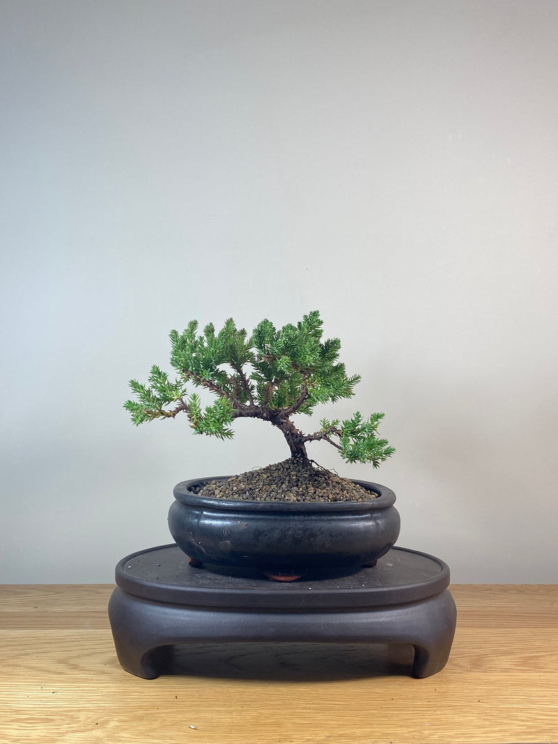 JAPANESE JUNIPER (JP06032)