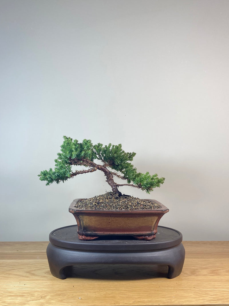 JAPANESE JUNIPER (JP06033)