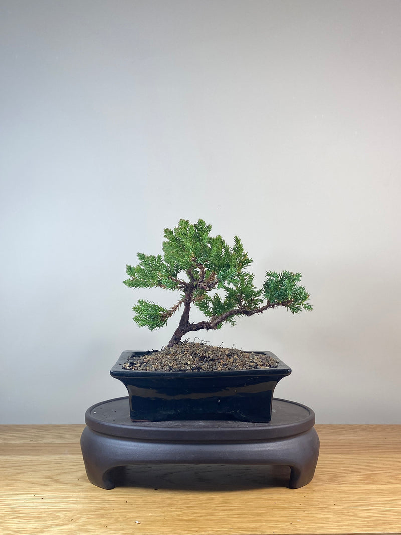 JAPANESE JUNIPER (JP06034)