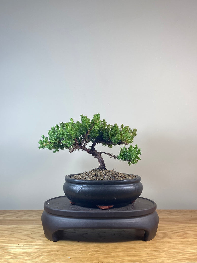JAPANESE JUNIPER (JP06035)