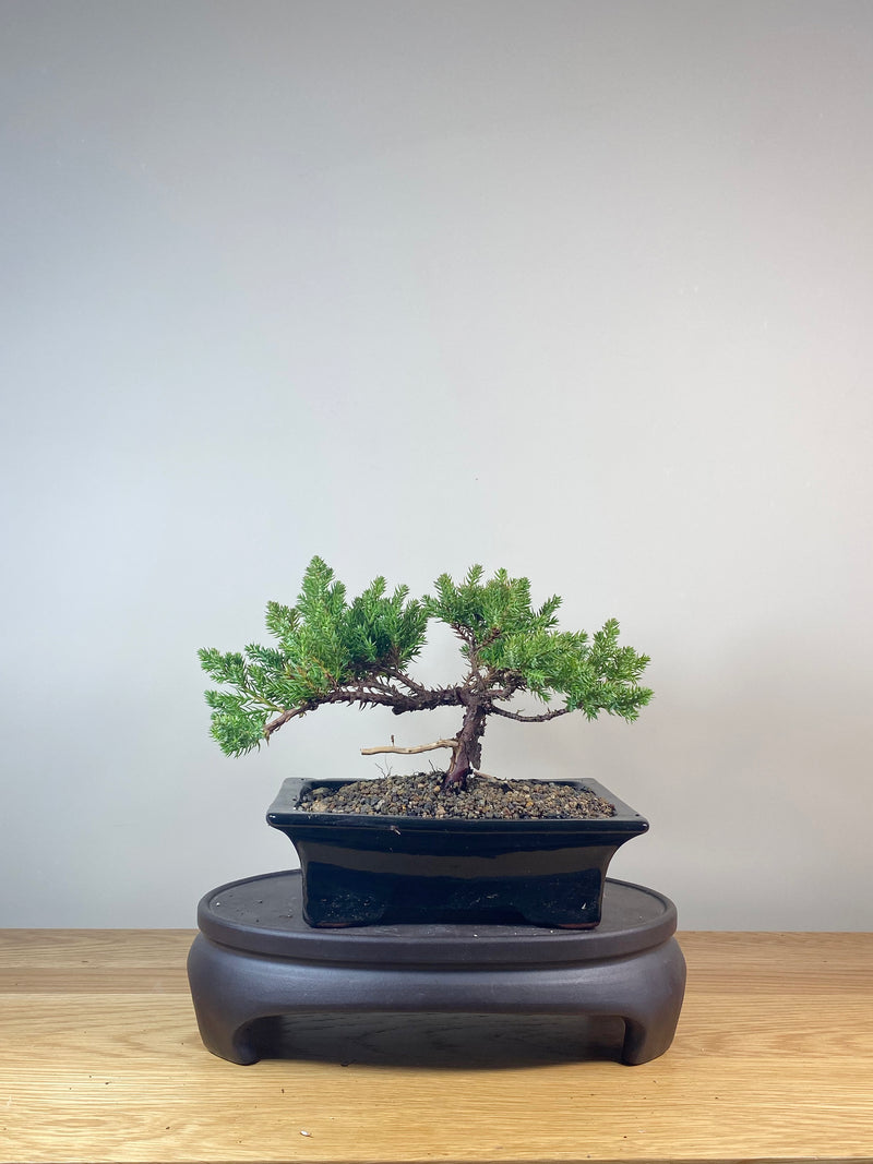 JAPANESE JUNIPER (JP06036)