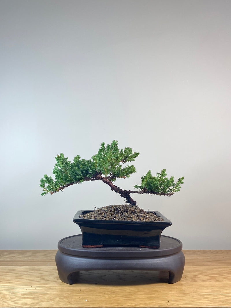 JAPANESE JUNIPER (JP06037)