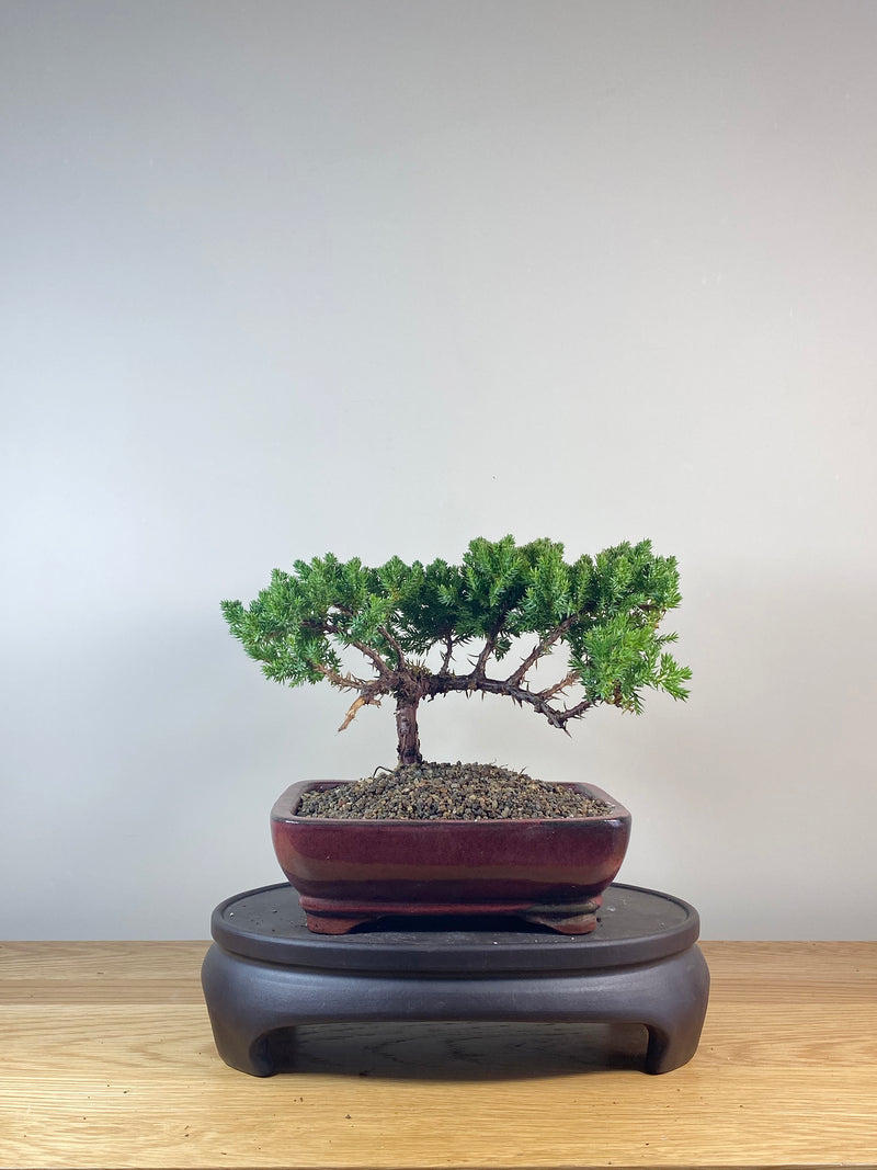 JAPANESE JUNIPER (JP06038)