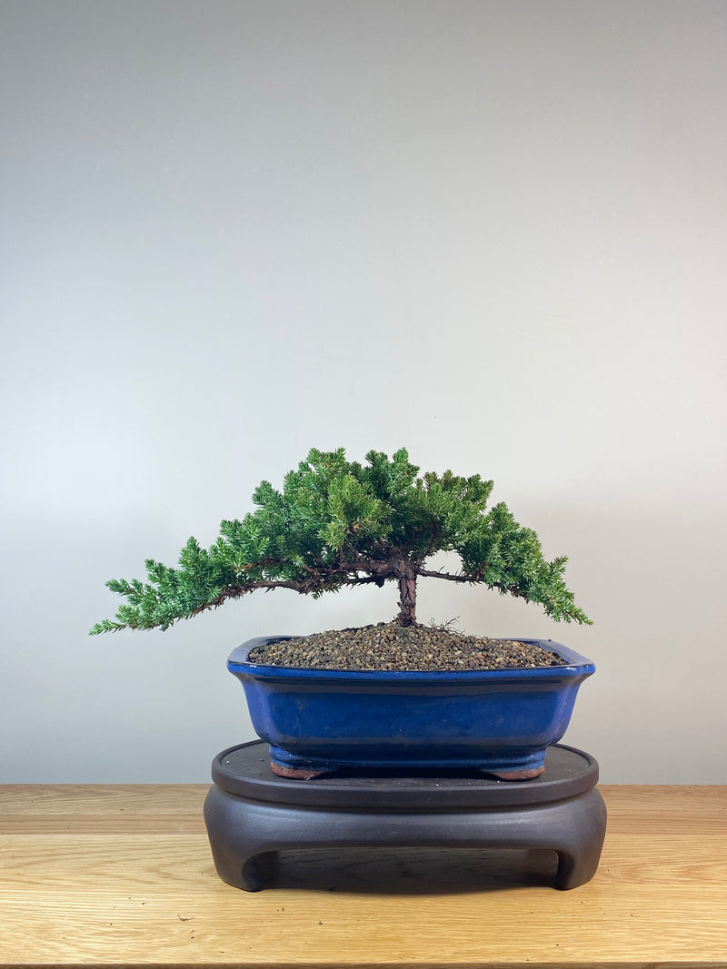 JAPANESE JUNIPER (JP06039)