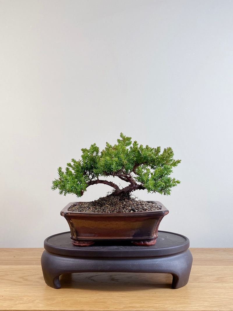 JAPANESE JUNIPER (JP06040)