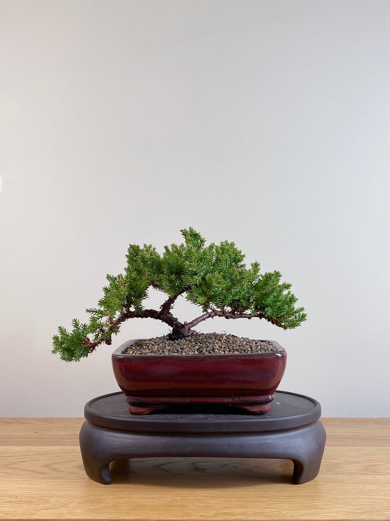 JAPANESE JUNIPER (JP06041)