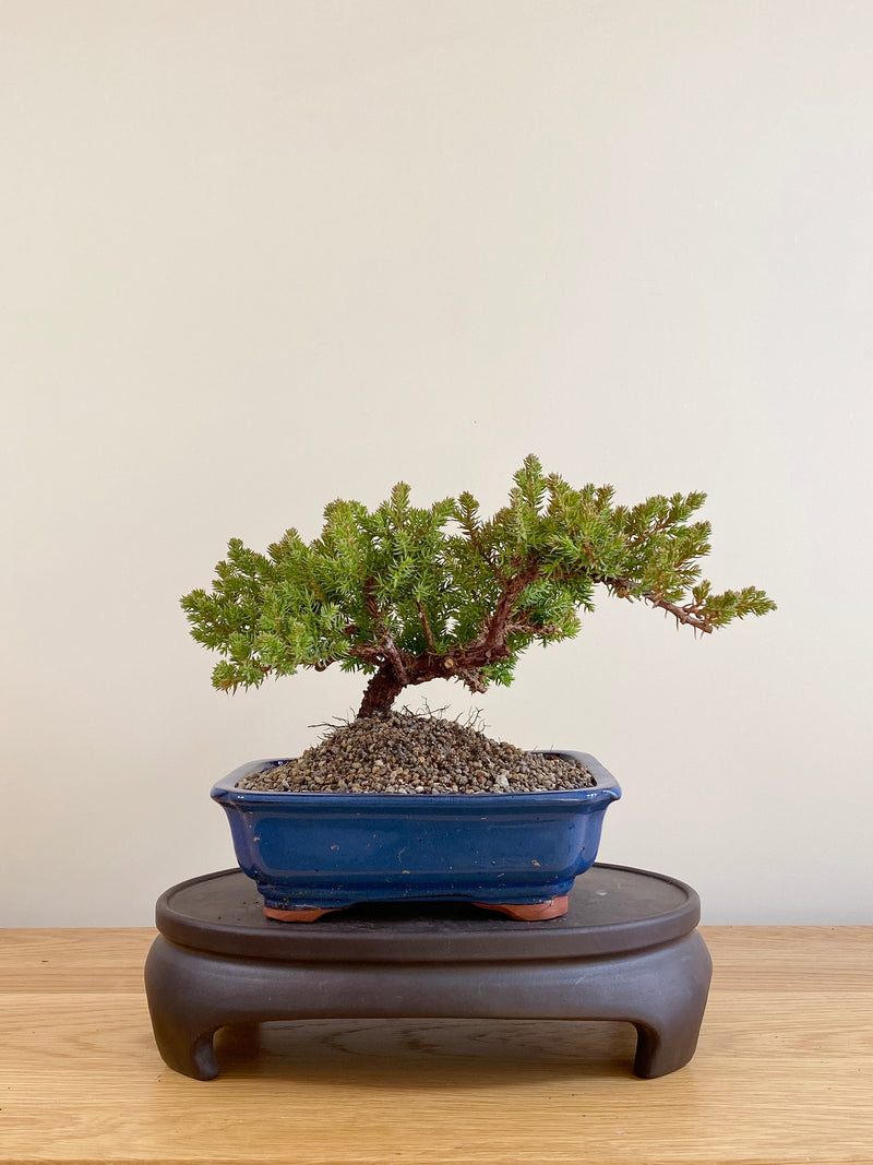 JAPANESE JUNIPER (JP06042)
