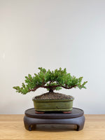 JAPANESE JUNIPER (JP06044)