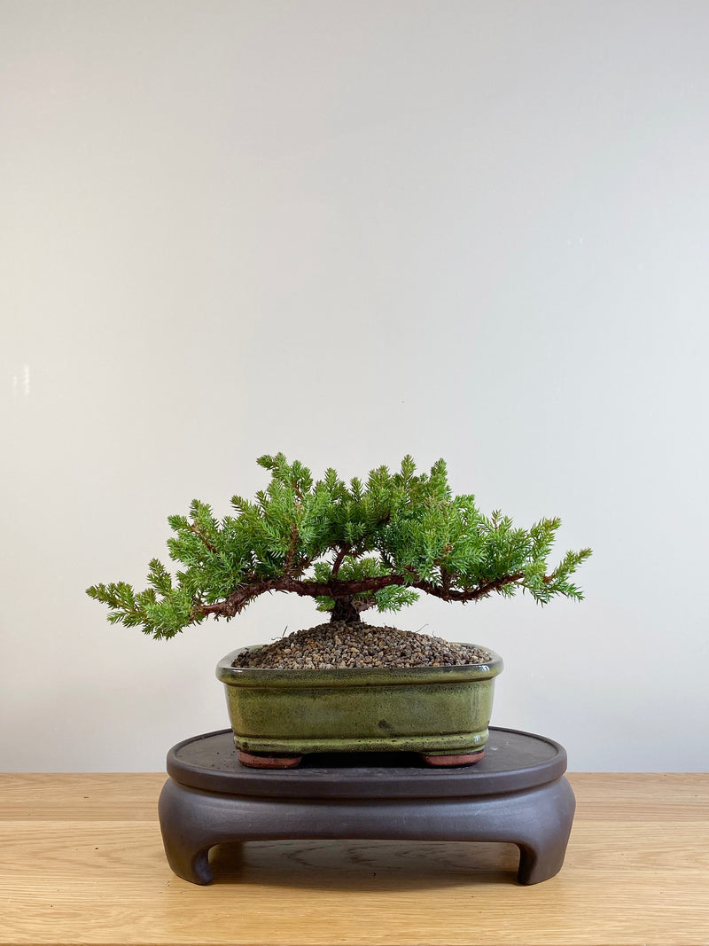 JAPANESE JUNIPER (JP06044)