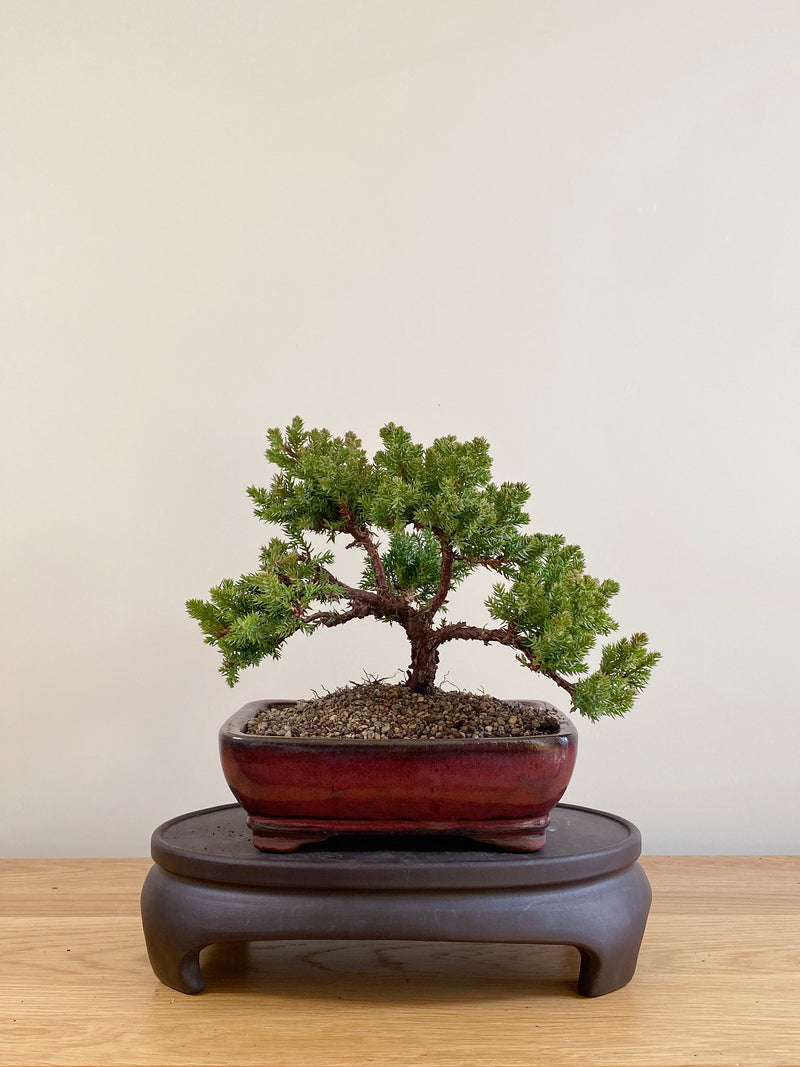 JAPANESE JUNIPER (JP06046)