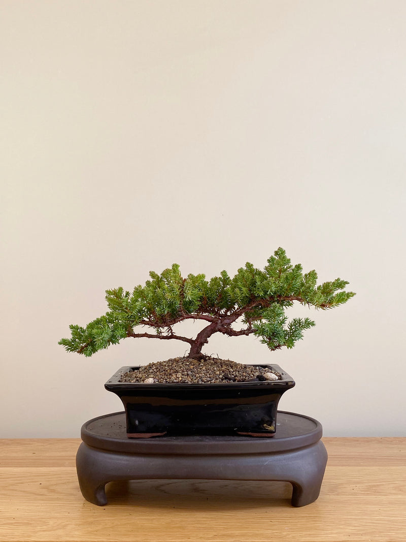 JAPANESE JUNIPER (JP06047)