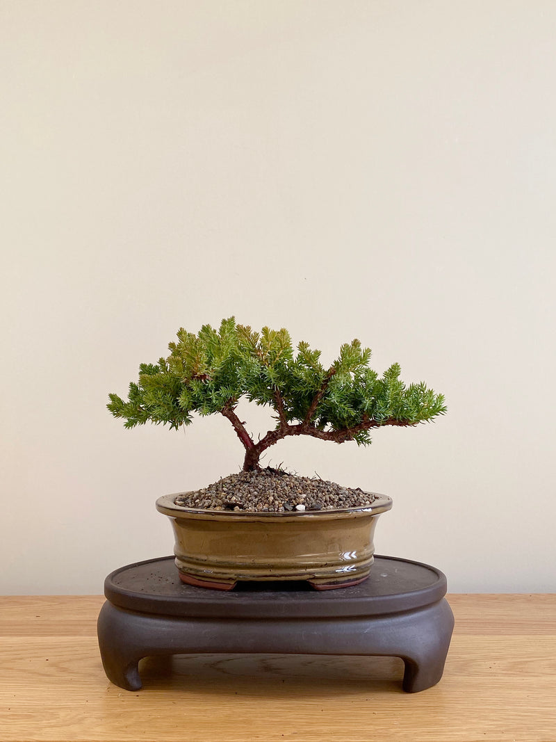 JAPANESE JUNIPER (JP06048)