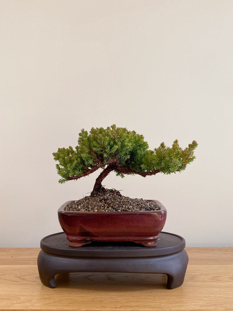 JAPANESE JUNIPER (JP06049)