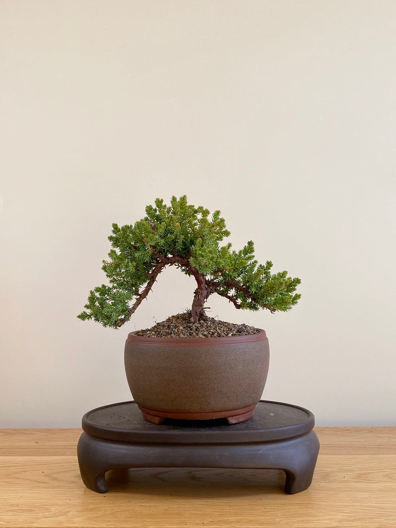 JAPANESE JUNIPER (JP06050)
