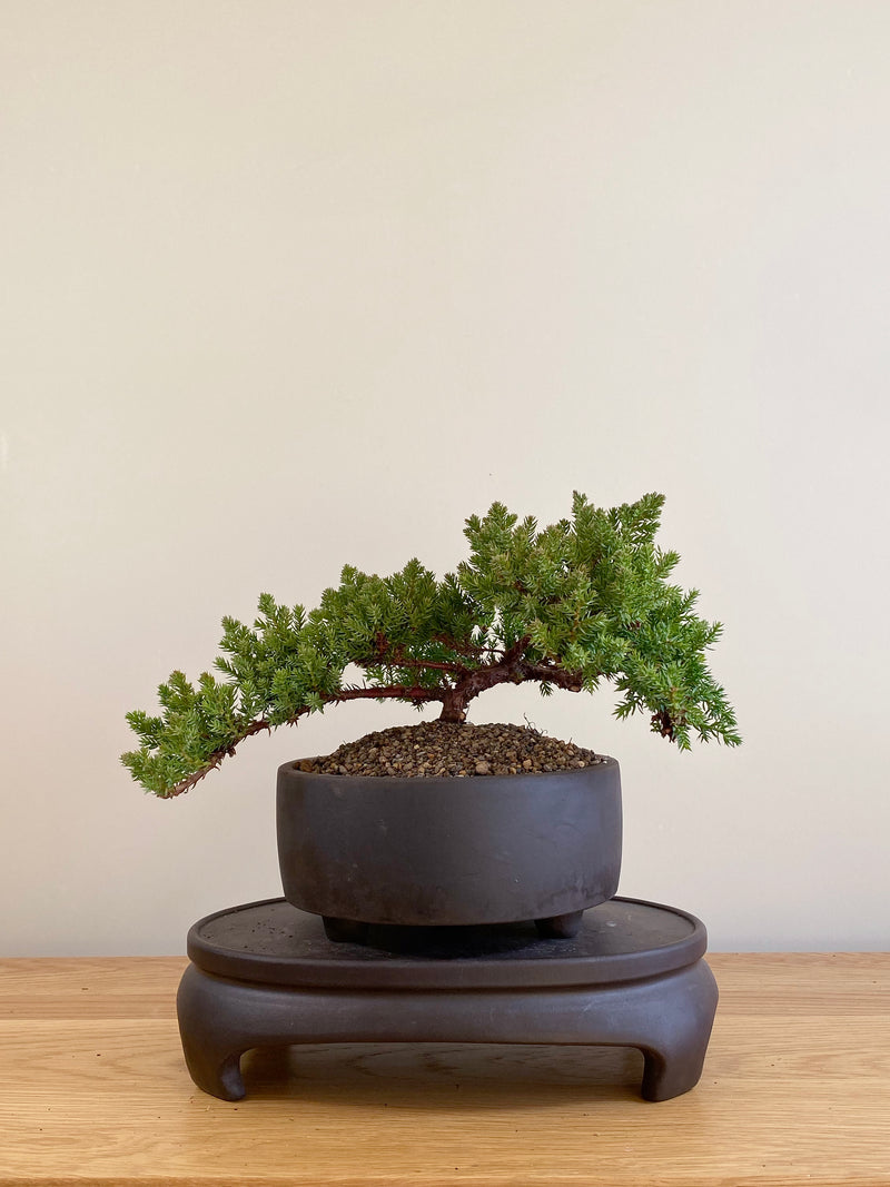JAPANESE JUNIPER (JP06051)