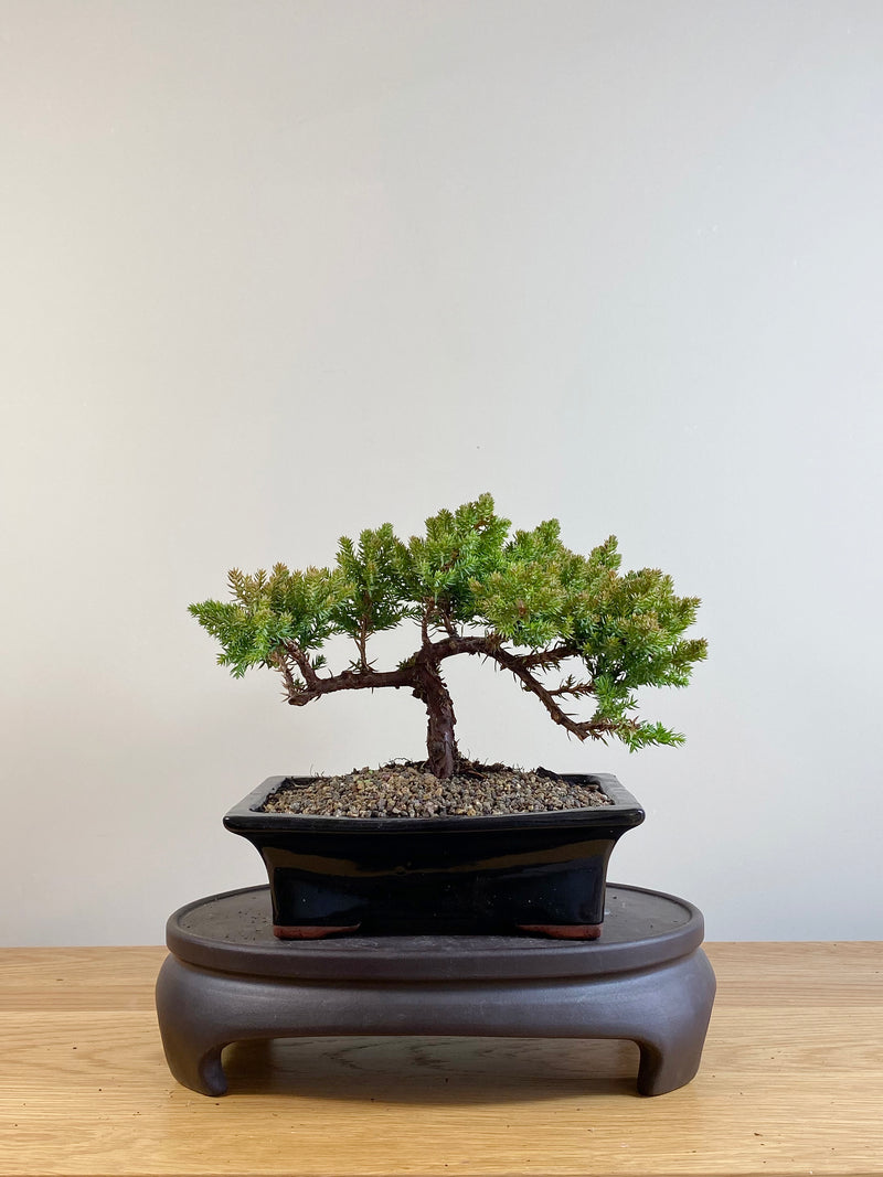 JAPANESE JUNIPER (JP06054)