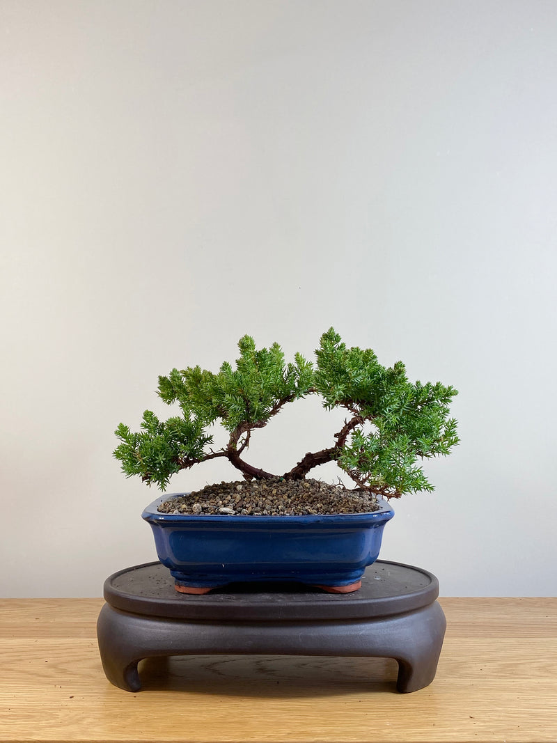 JAPANESE JUNIPER (JP06056)