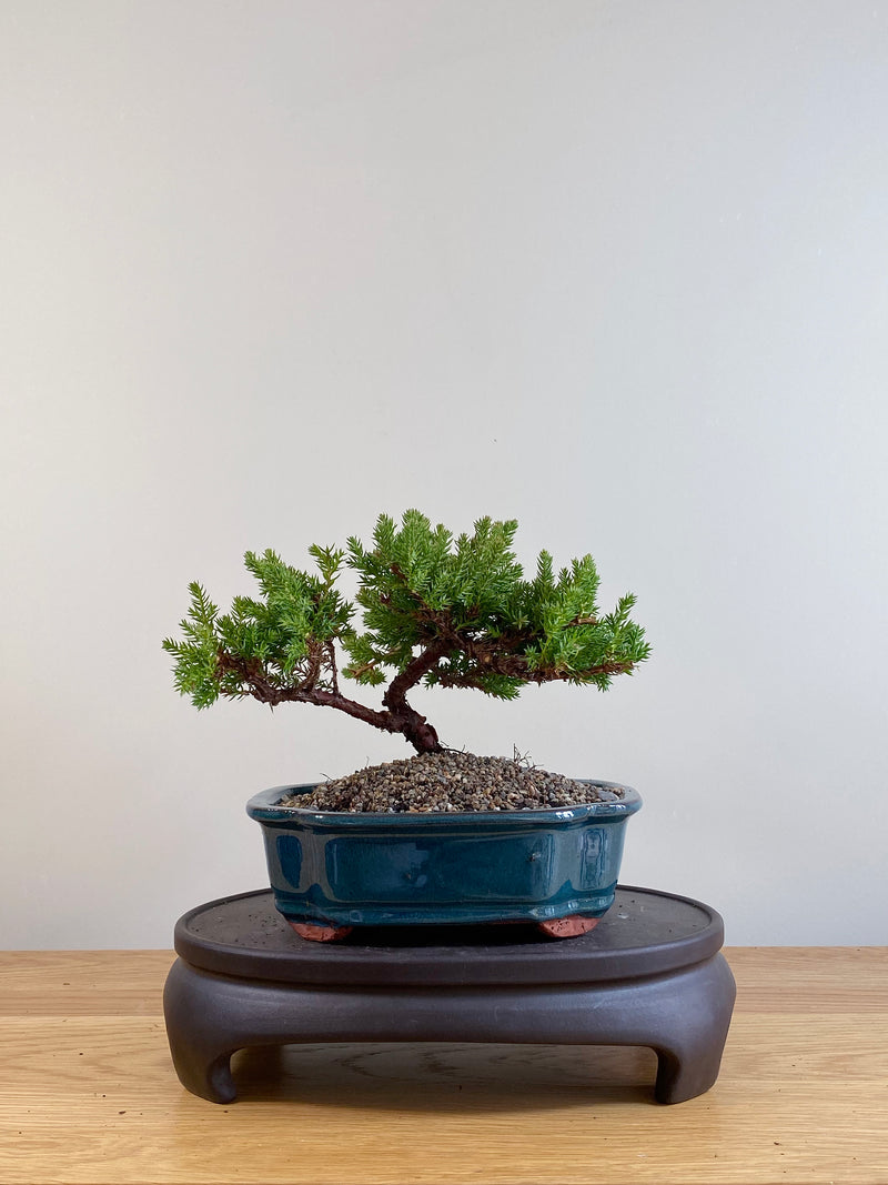 JAPANESE JUNIPER (JP06057)