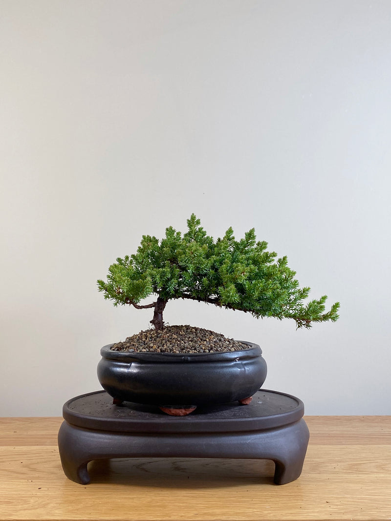 JAPANESE JUNIPER (JP06058)