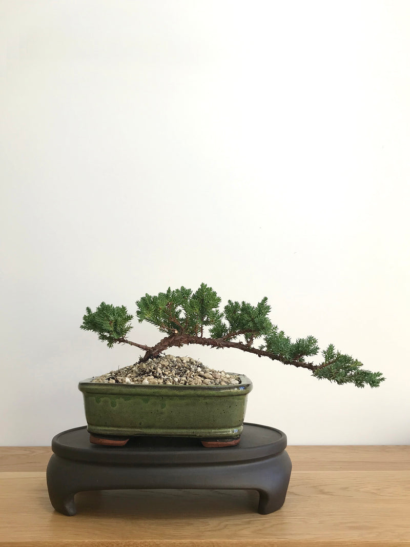 JAPANESE JUNIPER (JP07001) - MiniGardens NZ