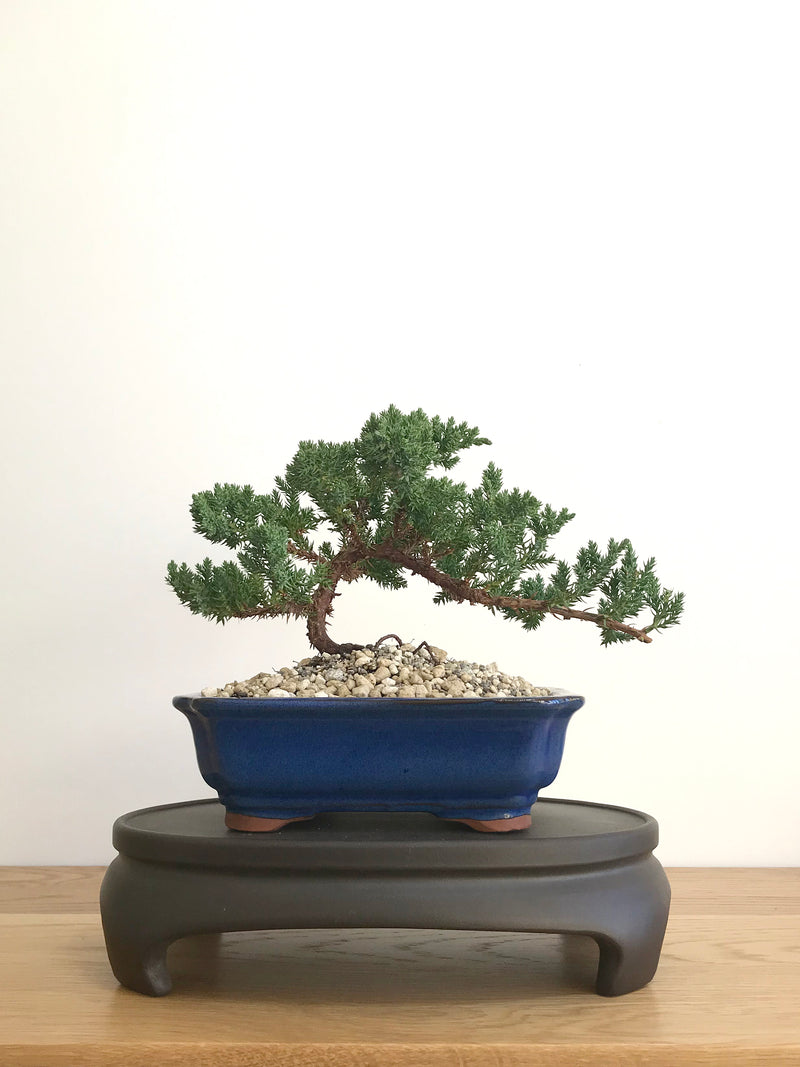 JAPANESE JUNIPER (JP07002) - MiniGardens NZ