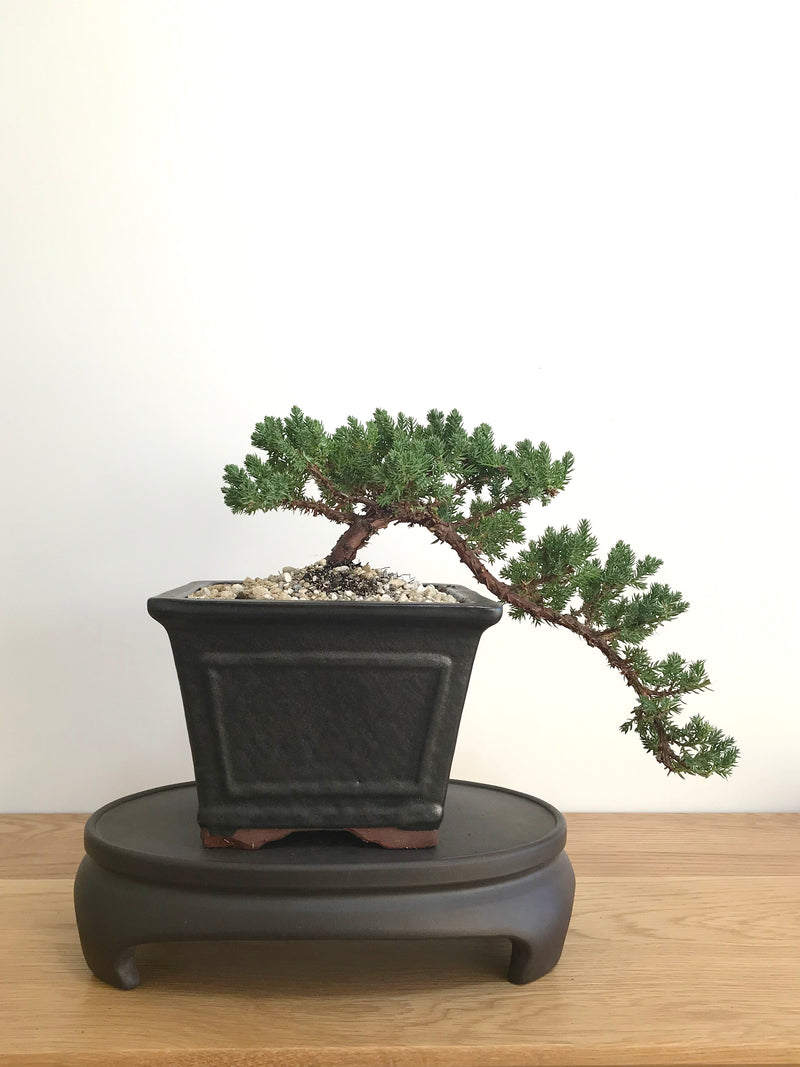 JAPANESE JUNIPER (JP07003) - MiniGardens NZ