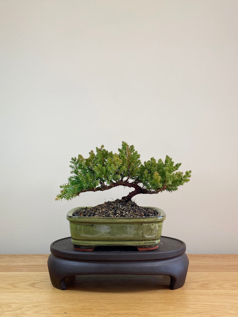 JAPANESE JUNIPER (JP07003)