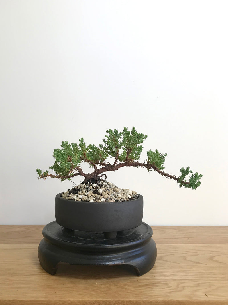 JAPANESE JUNIPER (JP07004) - MiniGardens NZ