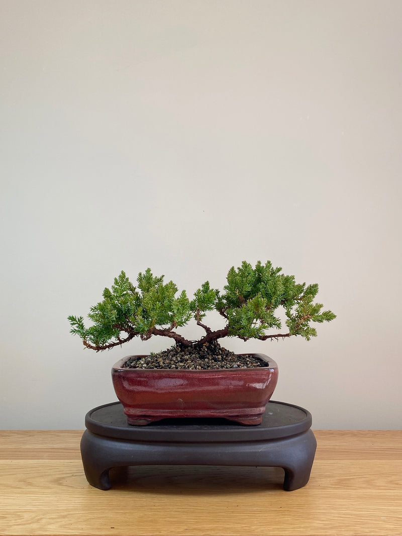 JAPANESE JUNIPER (JP07004)