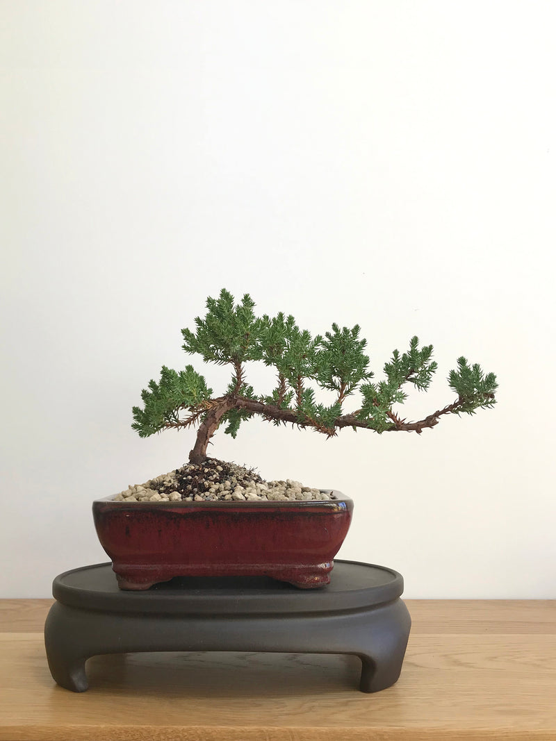 JAPANESE JUNIPER (JP07005) - MiniGardens NZ