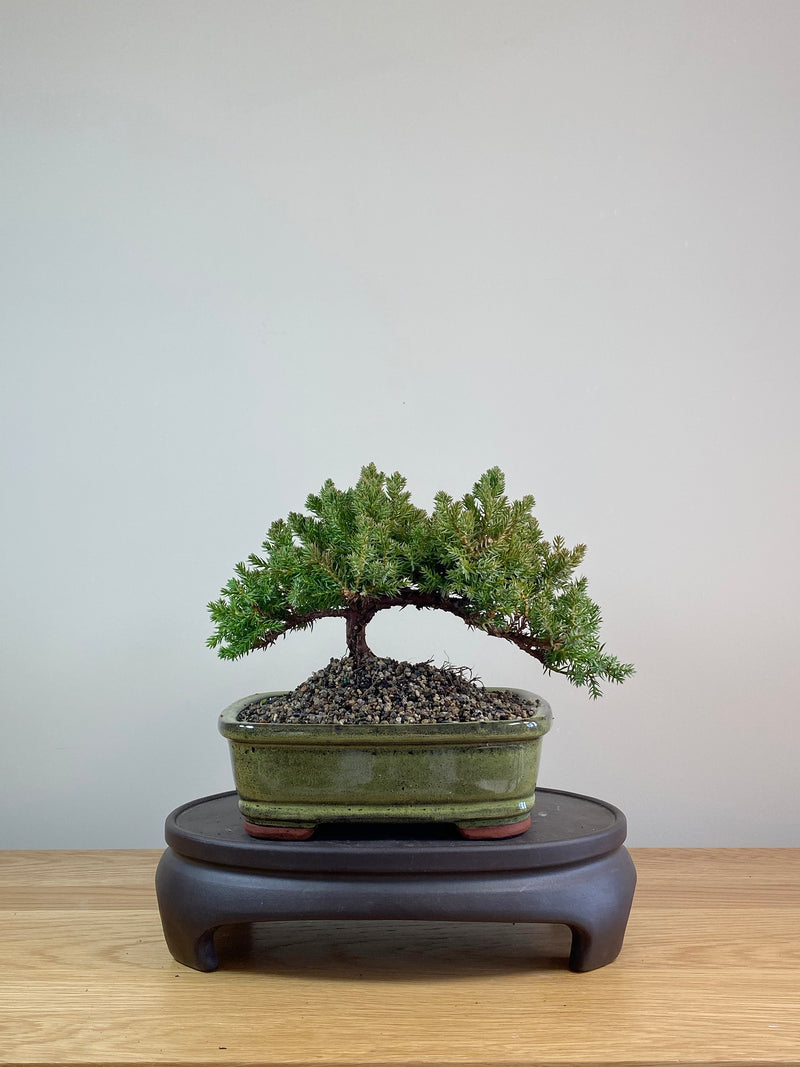 JAPANESE JUNIPER (JP07006)