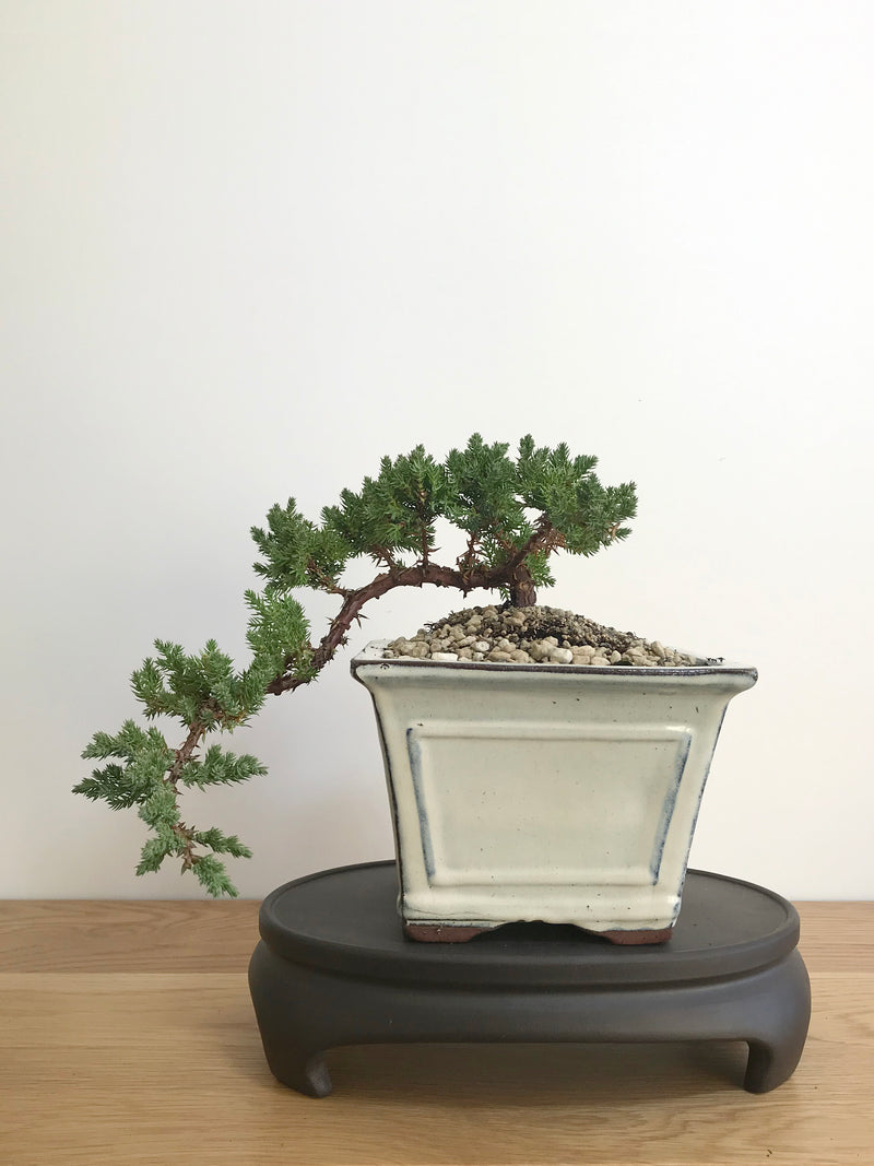JAPANESE JUNIPER (JP07006) - MiniGardens NZ