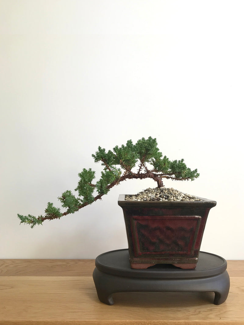 JAPANESE JUNIPER (JP07007) - MiniGardens NZ