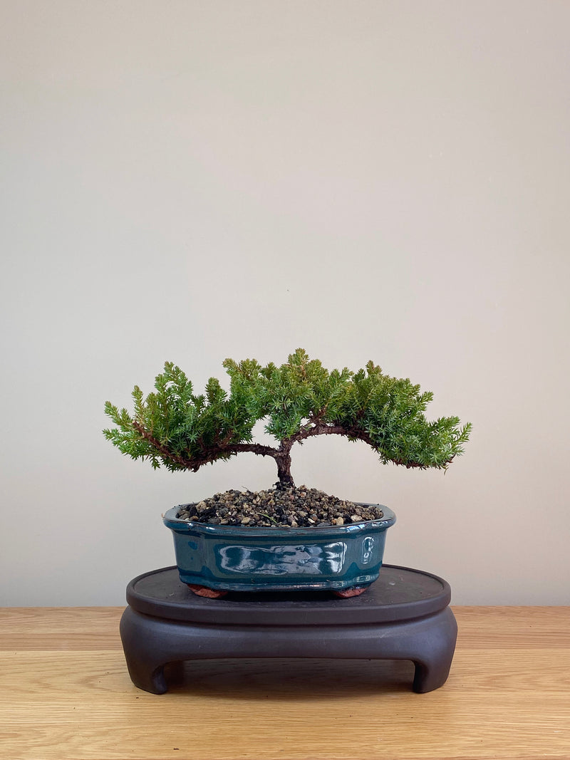 JAPANESE JUNIPER (JP07007)