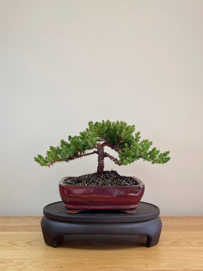 JAPANESE JUNIPER (JP07008)