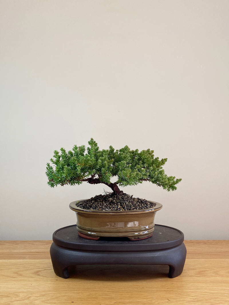 JAPANESE JUNIPER (JP07009)
