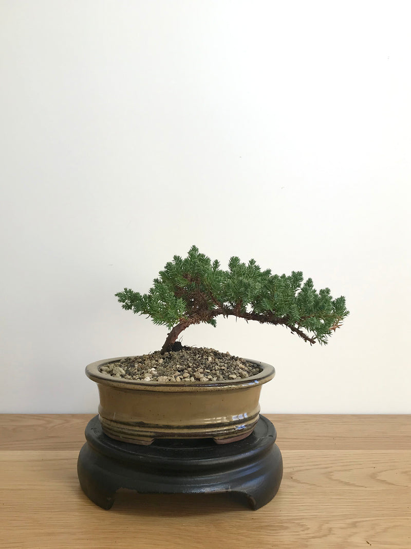 JAPANESE JUNIPER (JP07009) - MiniGardens NZ