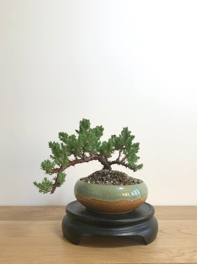 JAPANESE JUNIPER (JP07010) - MiniGardens NZ