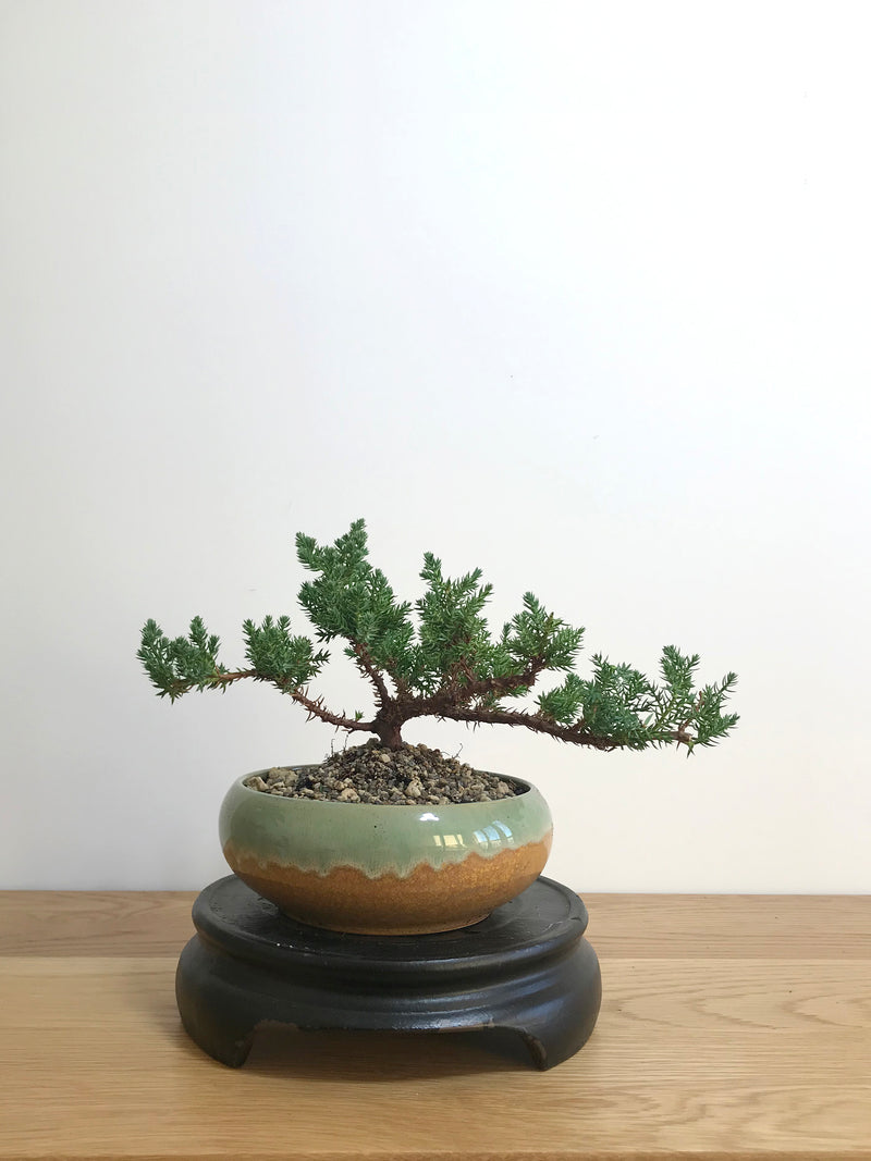 JAPANESE JUNIPER (JP07011) - MiniGardens NZ