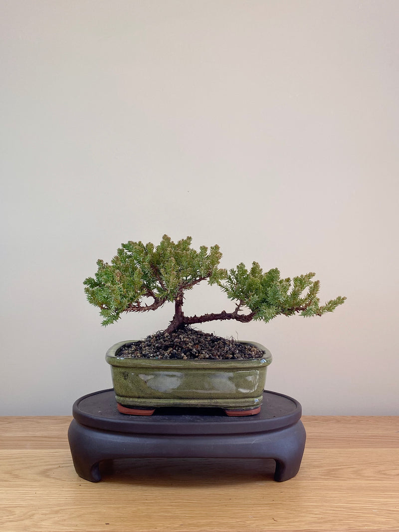 JAPANESE JUNIPER (JP07011)