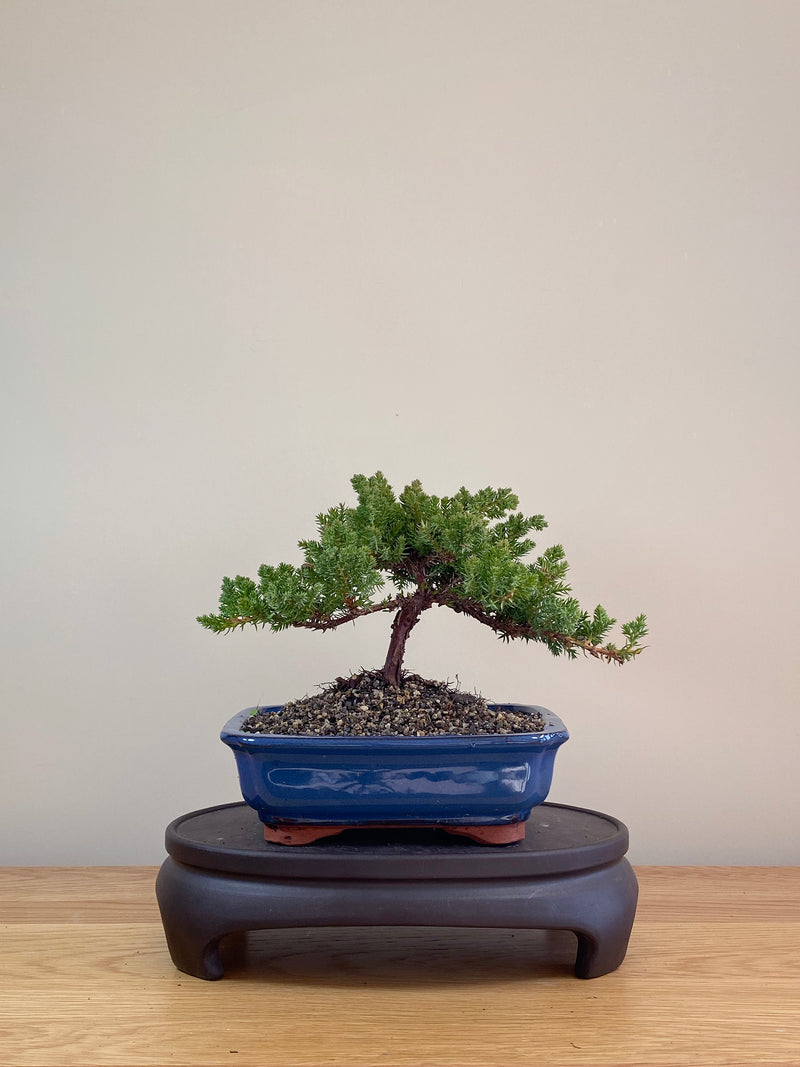 JAPANESE JUNIPER (JP07012)