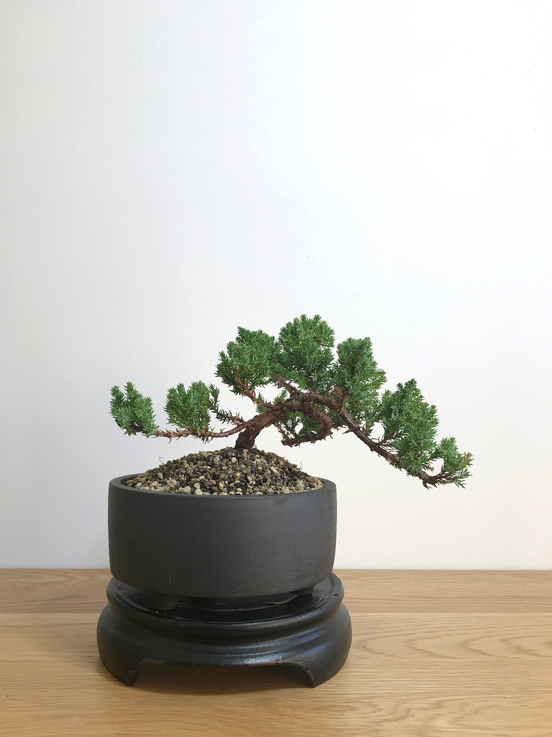 JAPANESE JUNIPER (JP07012) - MiniGardens NZ