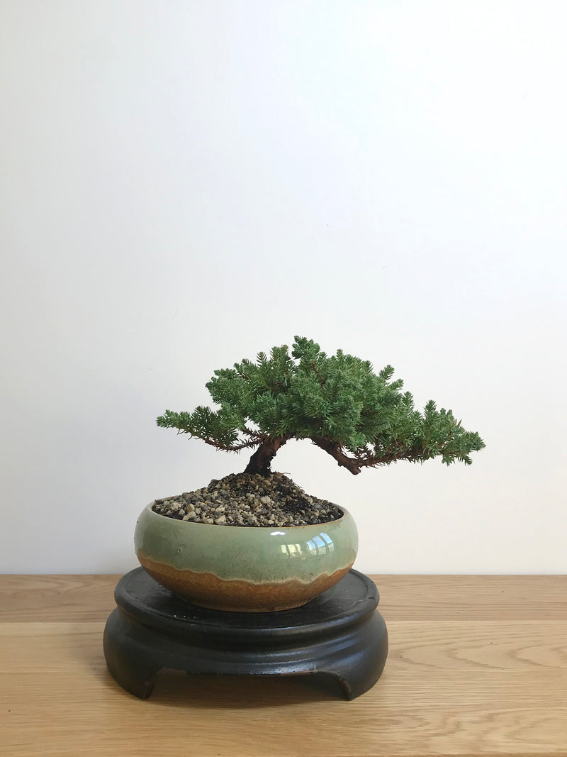 JAPANESE JUNIPER (JP07013) - MiniGardens NZ