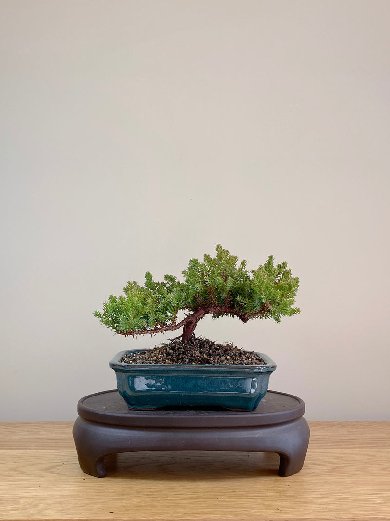 JAPANESE JUNIPER (JP07014)