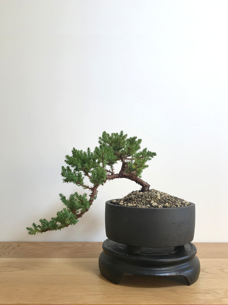 JAPANESE JUNIPER (JP07014) - MiniGardens NZ