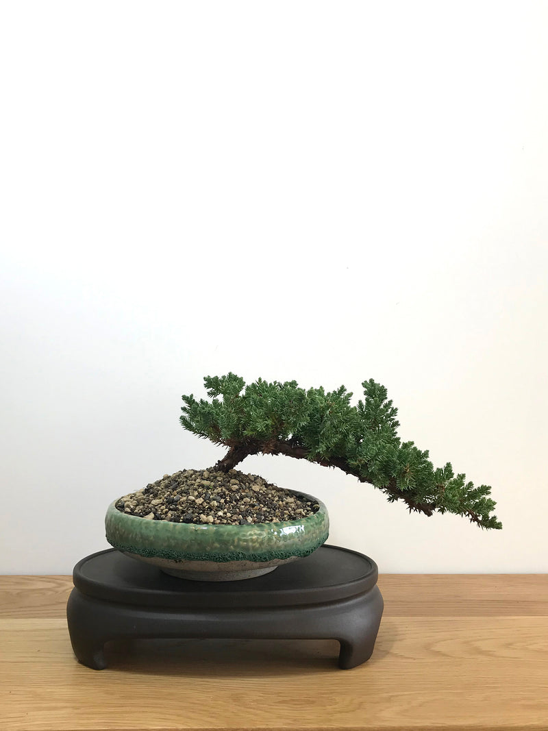JAPANESE JUNIPER (JP07015) - MiniGardens NZ