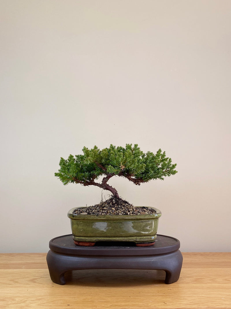 JAPANESE JUNIPER (JP07015)