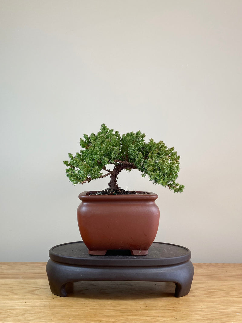 JAPANESE JUNIPER (JP07016)